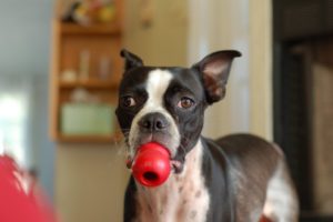 dog-kong-toy-stuffing-ideas