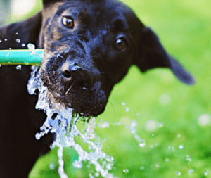 summer care for dogs
