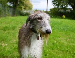 hairy lurcher paws