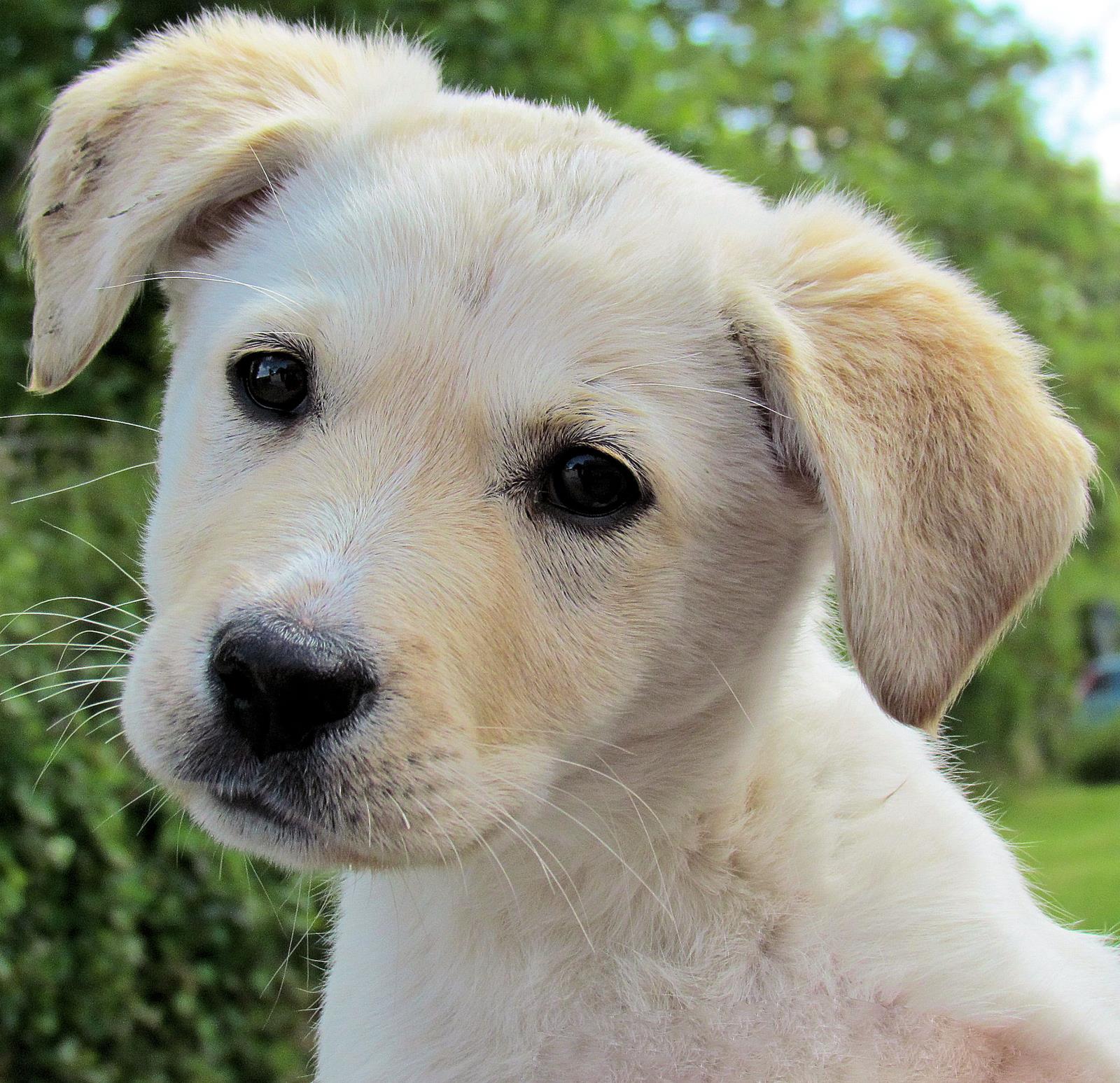 Why a puppy should be kept off the Christmas wishlist