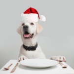 dog_christmas_dinner
