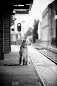 6a00d834203f1153ef010536acfb15970b-800wi