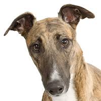50 shades of grey – The best reasons to consider adopting a greyhound