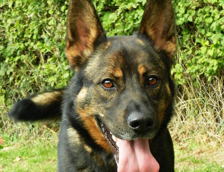 Meet Our Special Long-term PAWS dogs