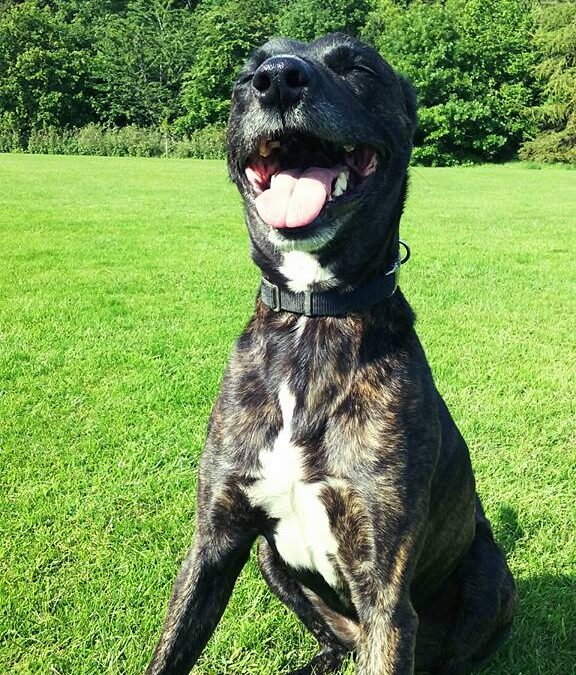 Rehoming a PAWS dog – Adoption criteria explained