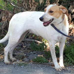 Rogue FoxhoundXcollie Female 1yr