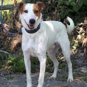 Rufus FoxhoundXcollie Male 1yr