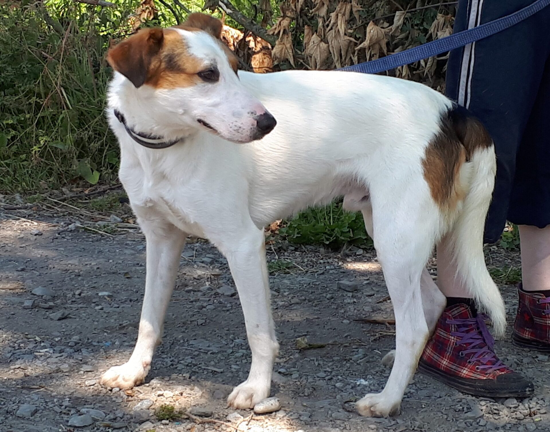 Rufus FoxhoundXcollie Male 1yr - Image 3