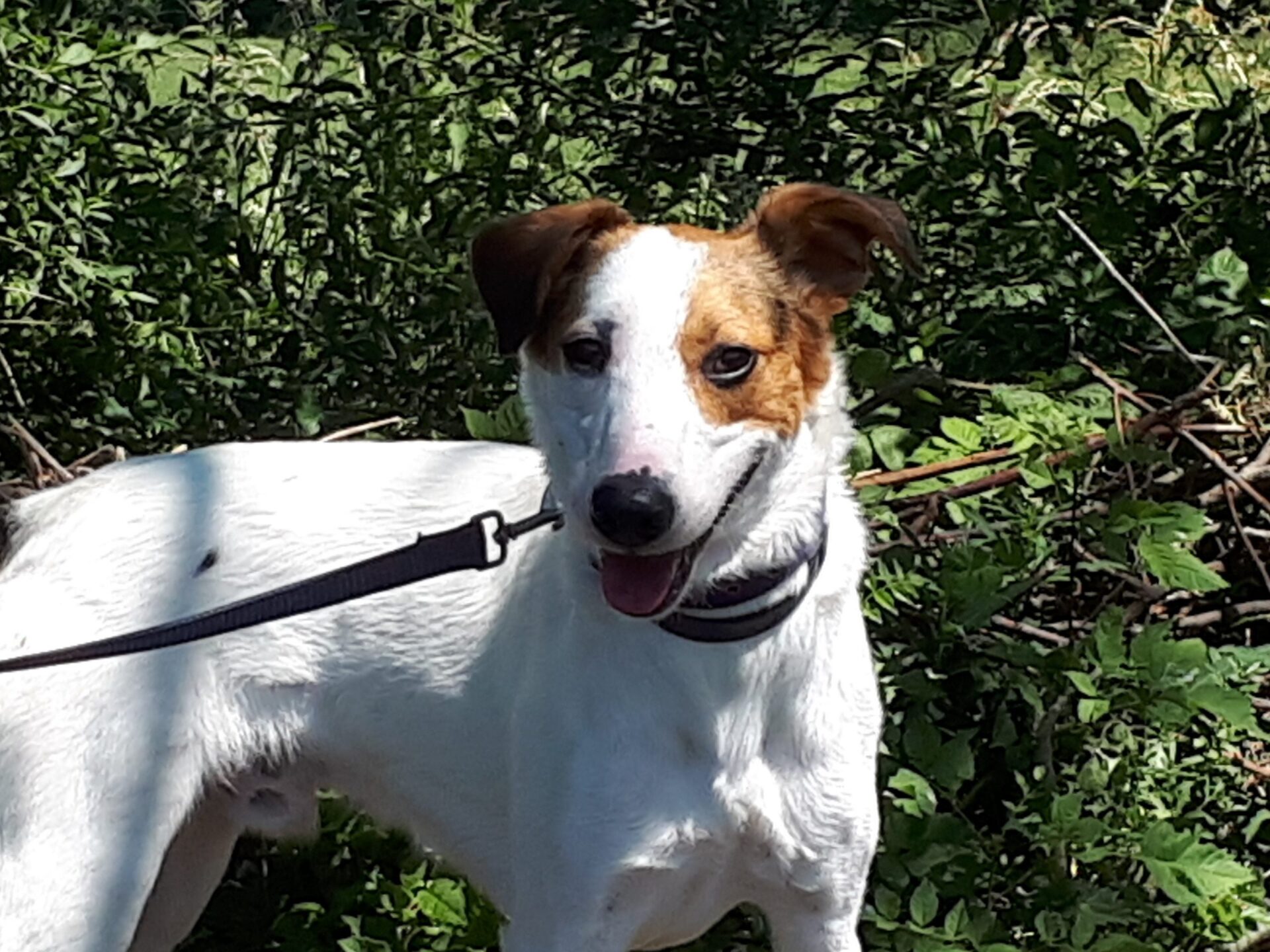 Rufus FoxhoundXcollie Male 1yr - Image 2