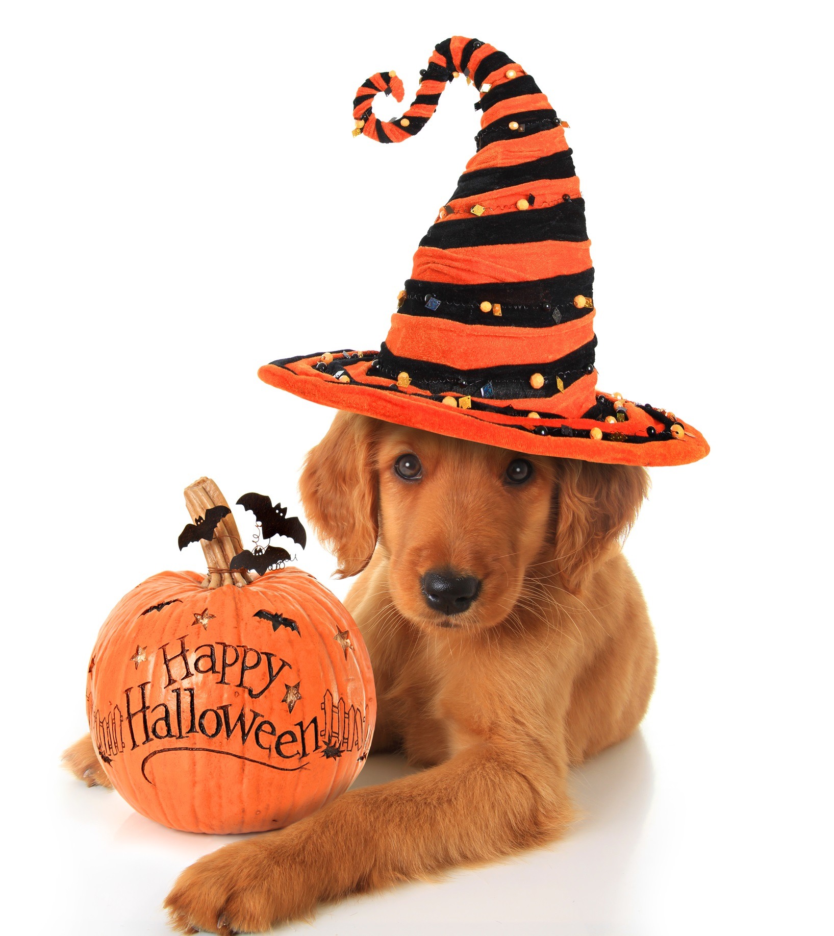 Avoiding a frightful Halloween for your dog