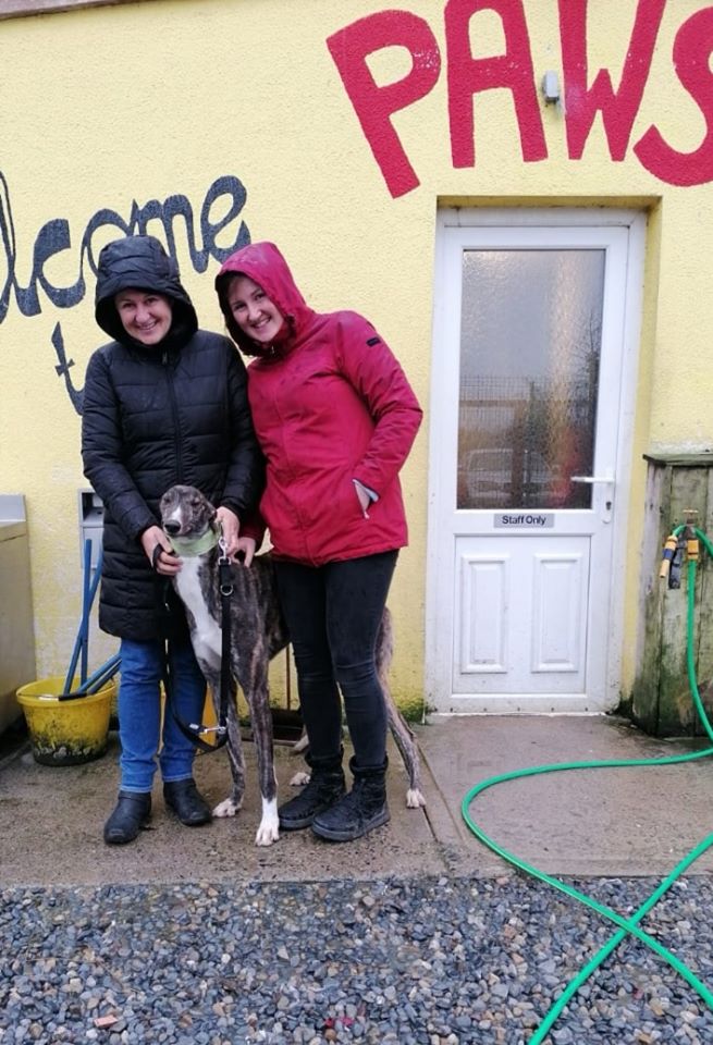 Success Stories – Greyhound boy, Kyle, gets a home