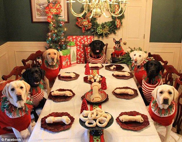 Keeping your dog safe at Christmas