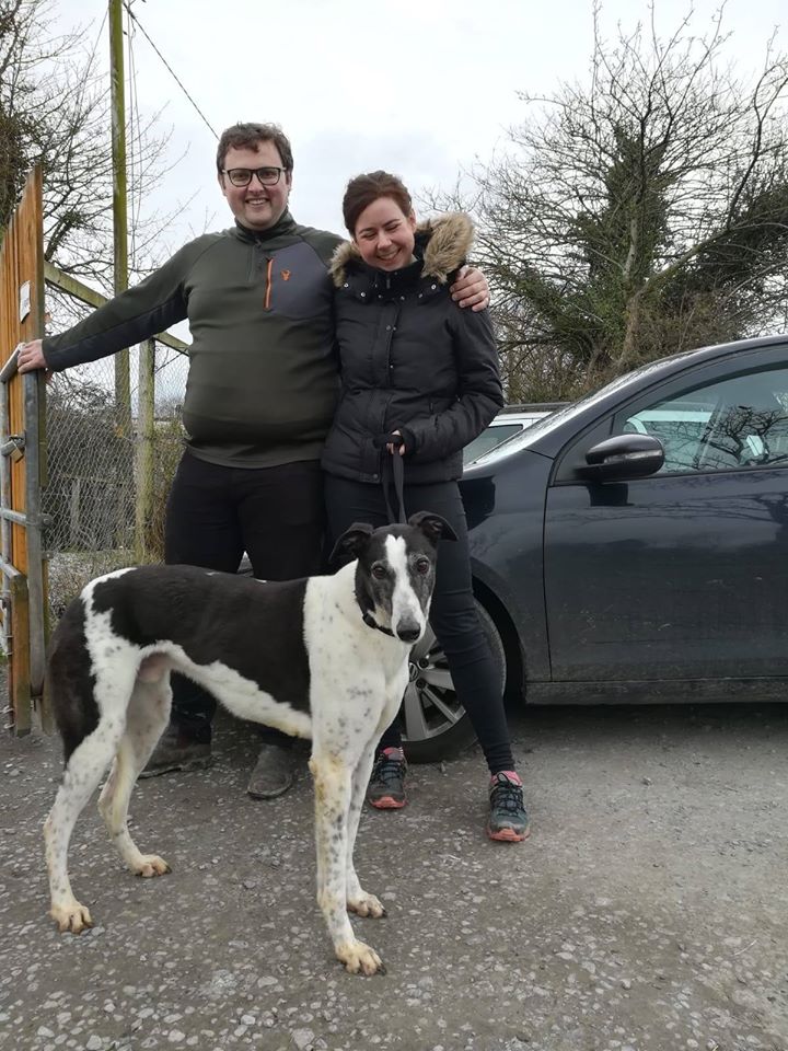 Success Stories – Paddy the Greyhound finds his forever home
