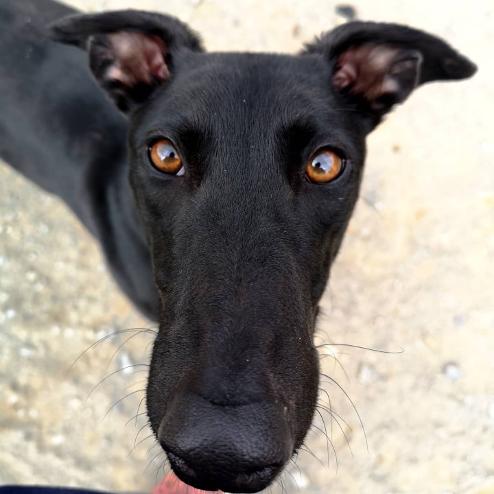 Adopt a Greyhound Month