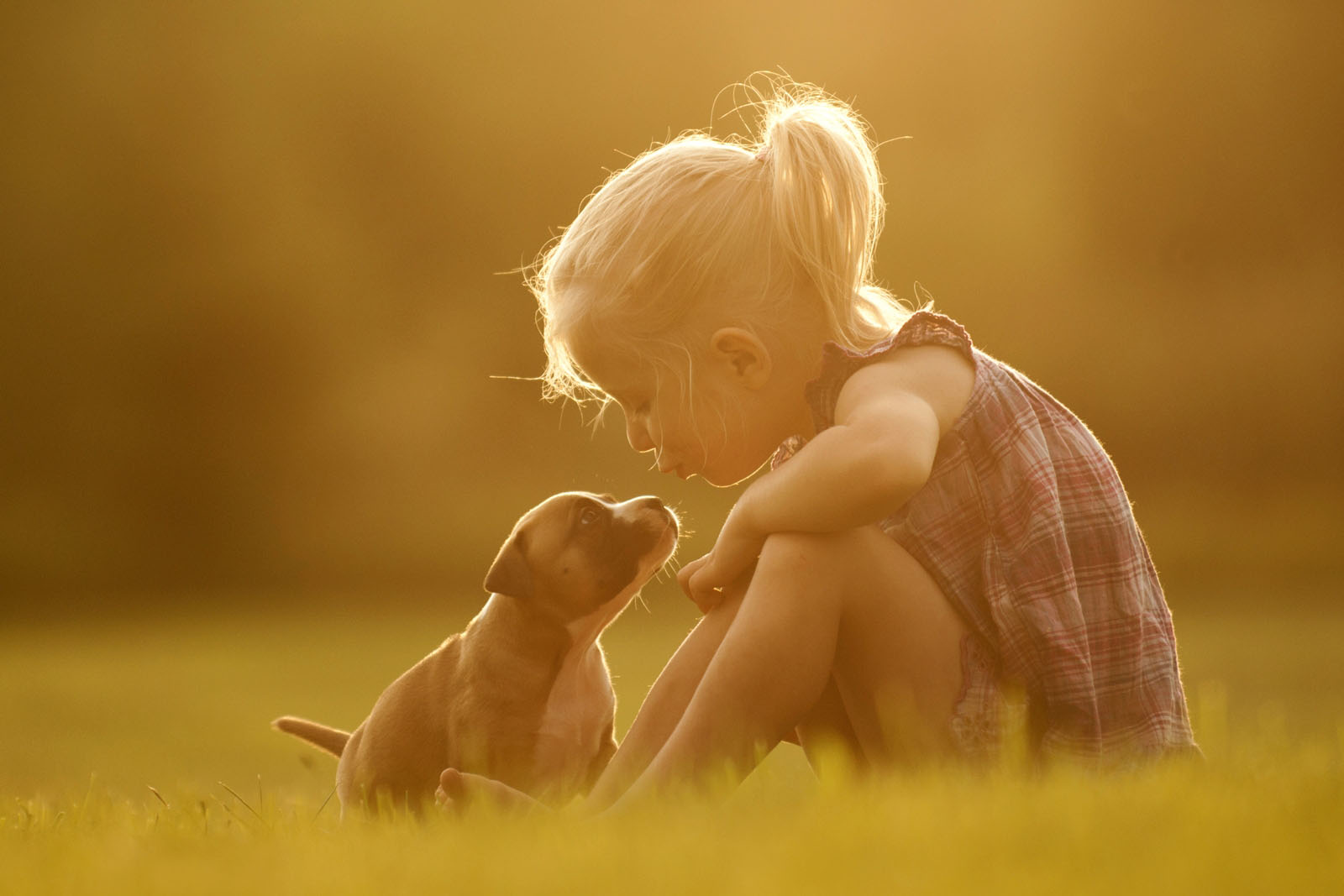 The family dog & young children