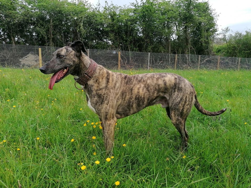 Hardest to rehome – Bullet is looking for a home