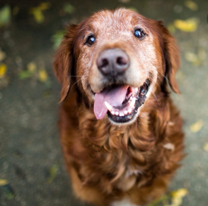 Adopting a senior dog