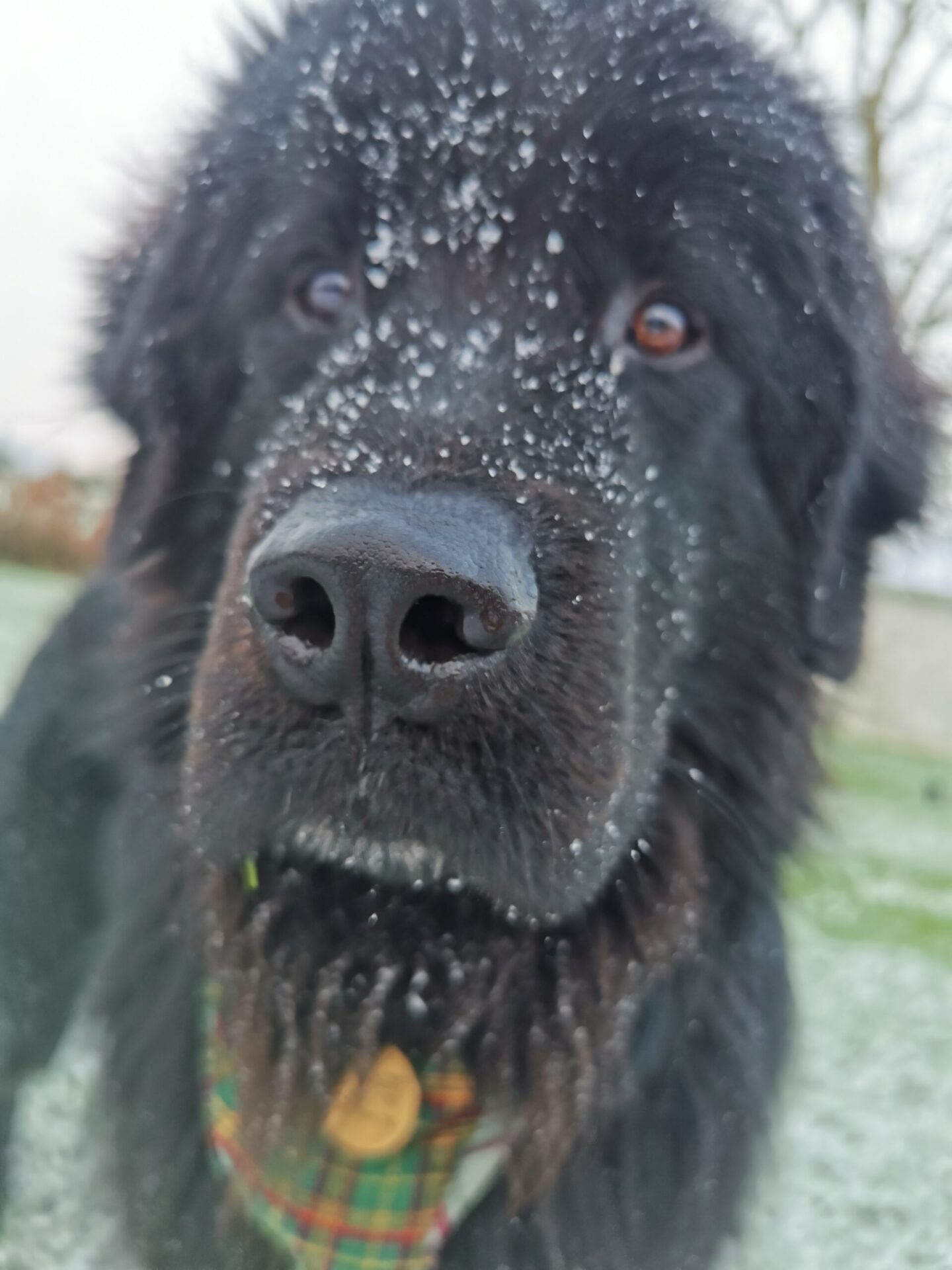 Caring for your dog in colder, winter weather