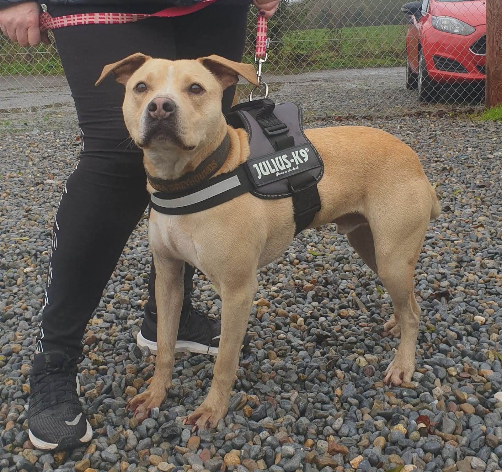 Hardest to rehome – special appeal for Bru