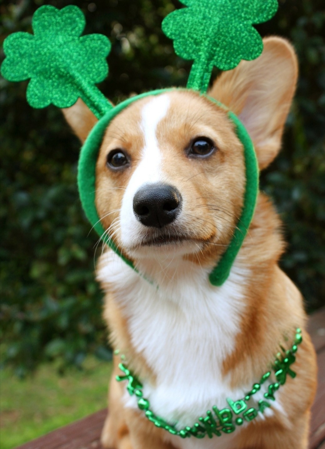 Get your entries in for the Connolly’s Redmills St Pawtrick’s day virtual dog show in aid of PAWS Animal Rescue