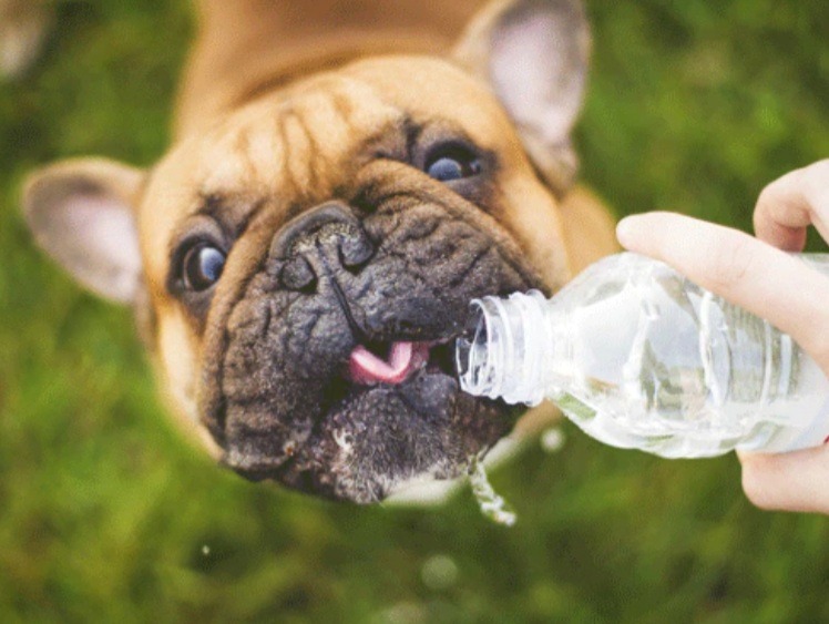 How to keep your dog happy and cool in a heat wave