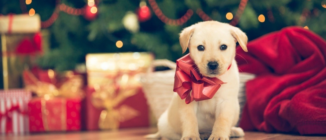 Thinking of a Christmas puppy? Please think twice