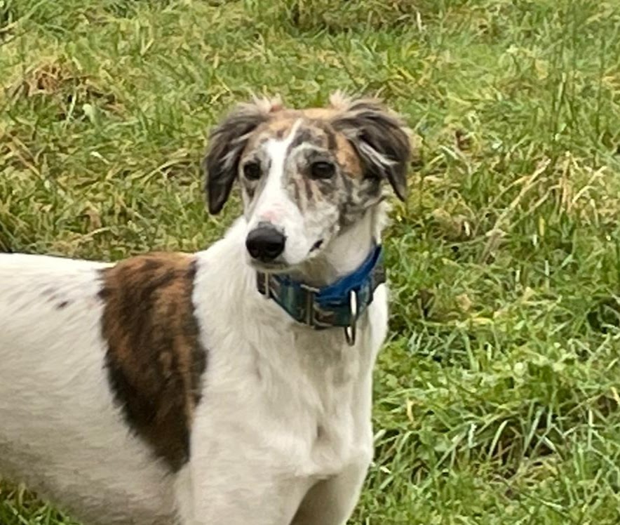 Hardest to rehome – Bob the saluki Lurcher