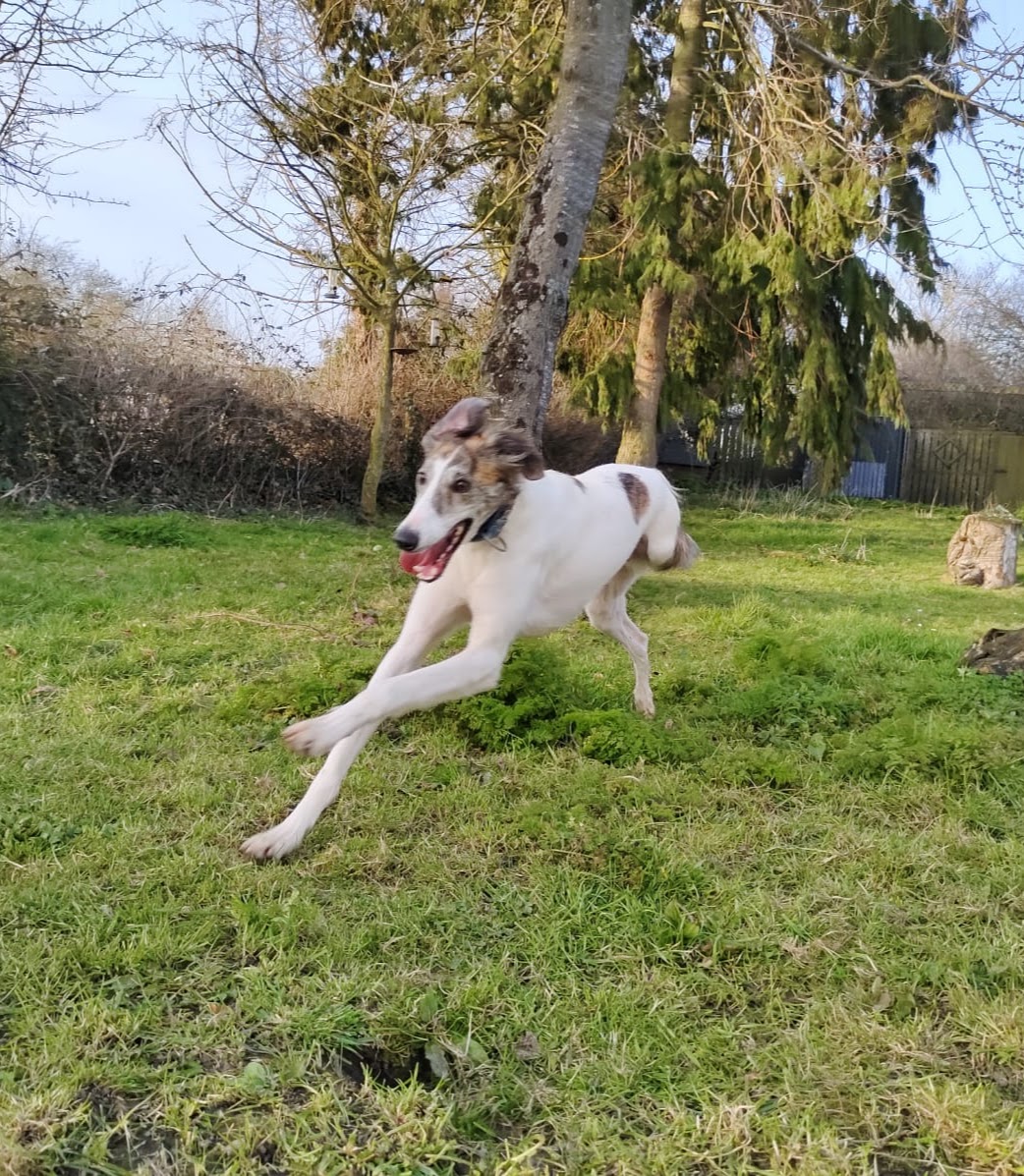 The benefits of off-leash time for your dog