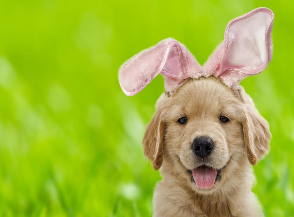 Easter Safety Tips for your dog
