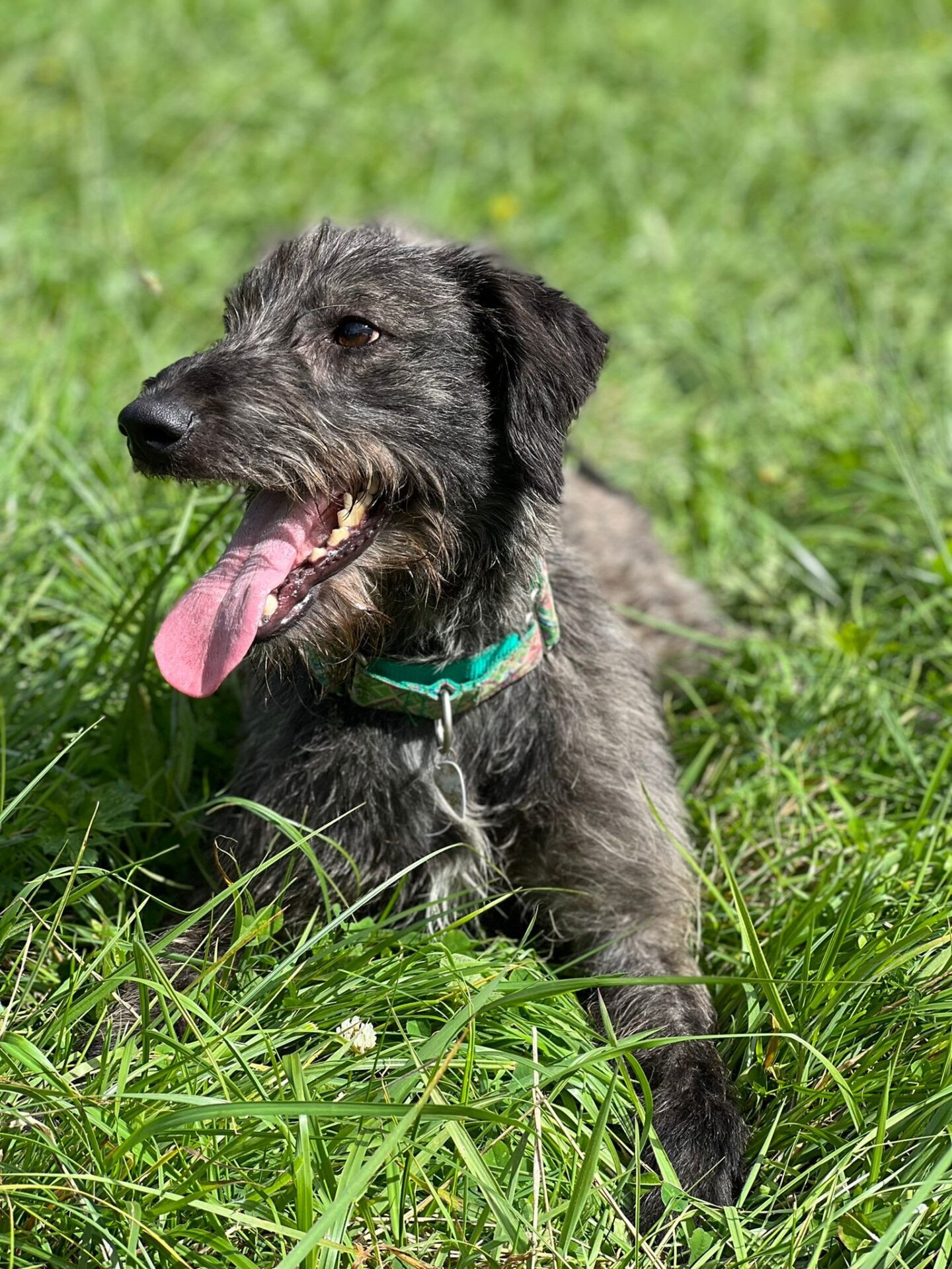 How to keep your dog happy and stimulated during a heatwave