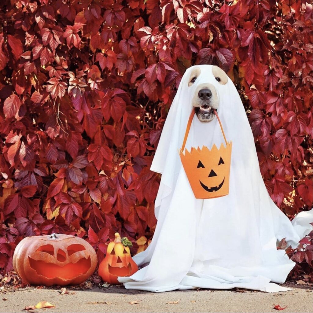 Avoiding a spooky Halloween for your dog