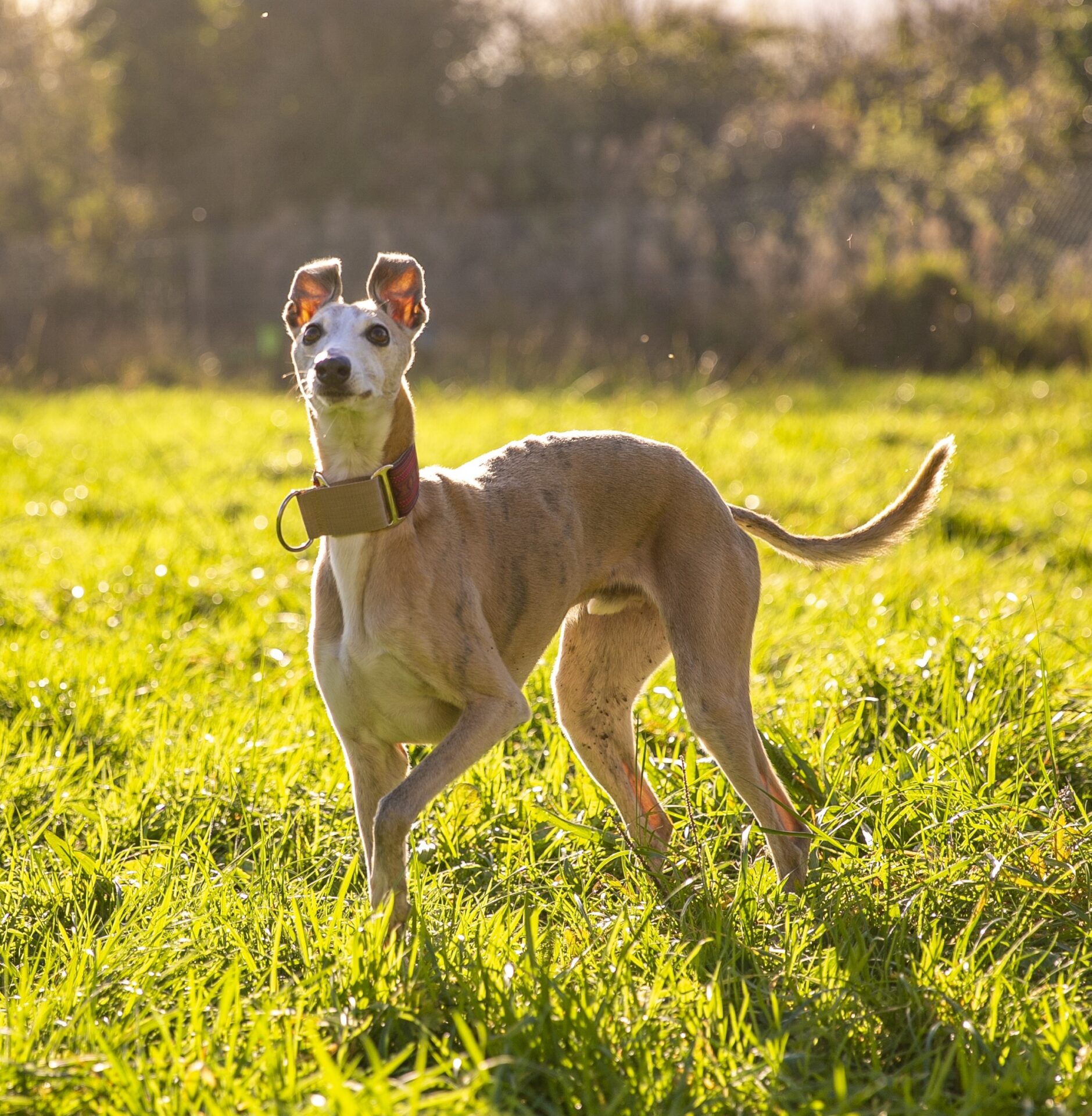 Barking dogs and noise sensitivity