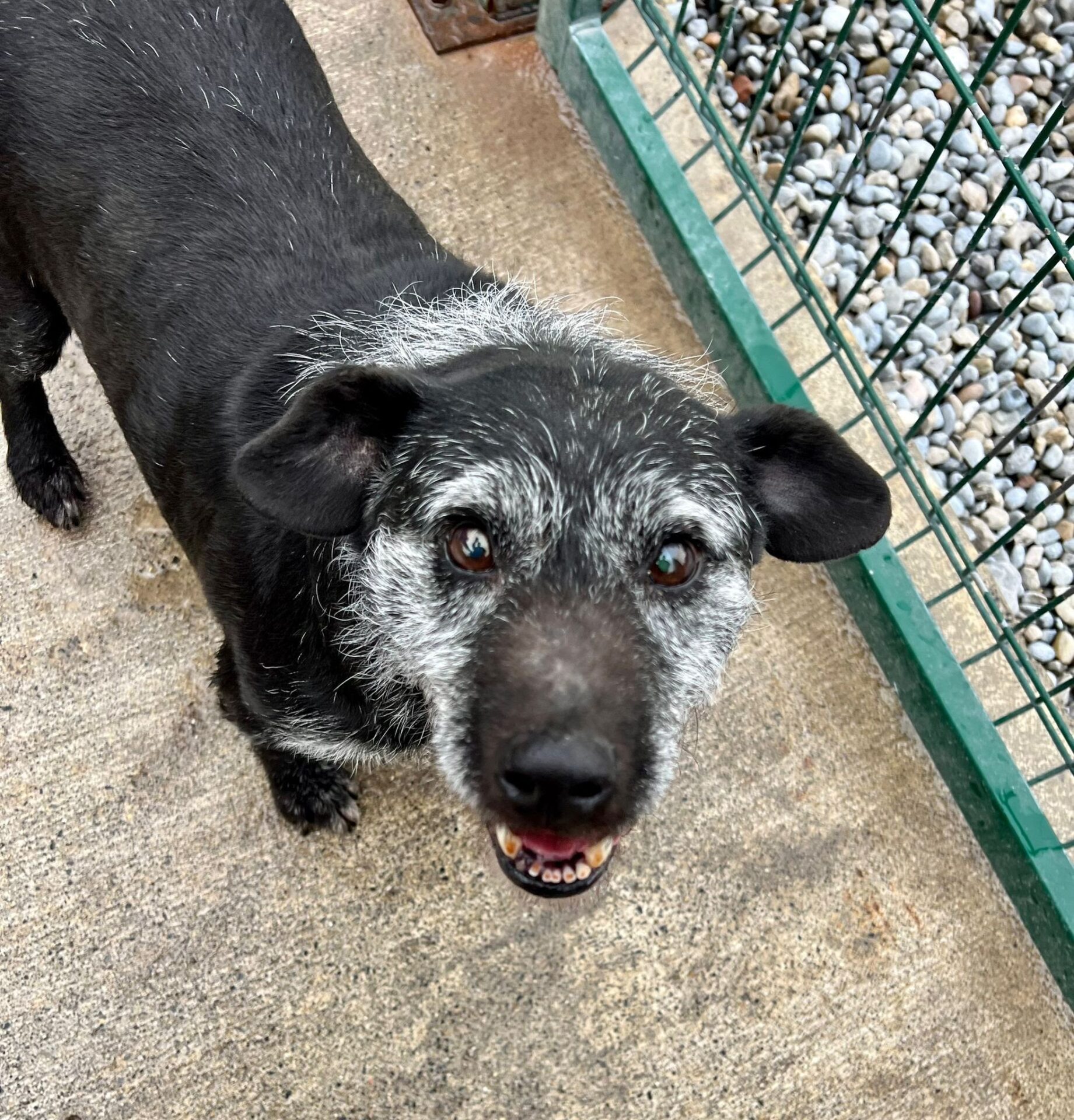 Hardest to rehome – Ted, senior dog edition