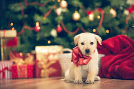 The Christmas Puppy