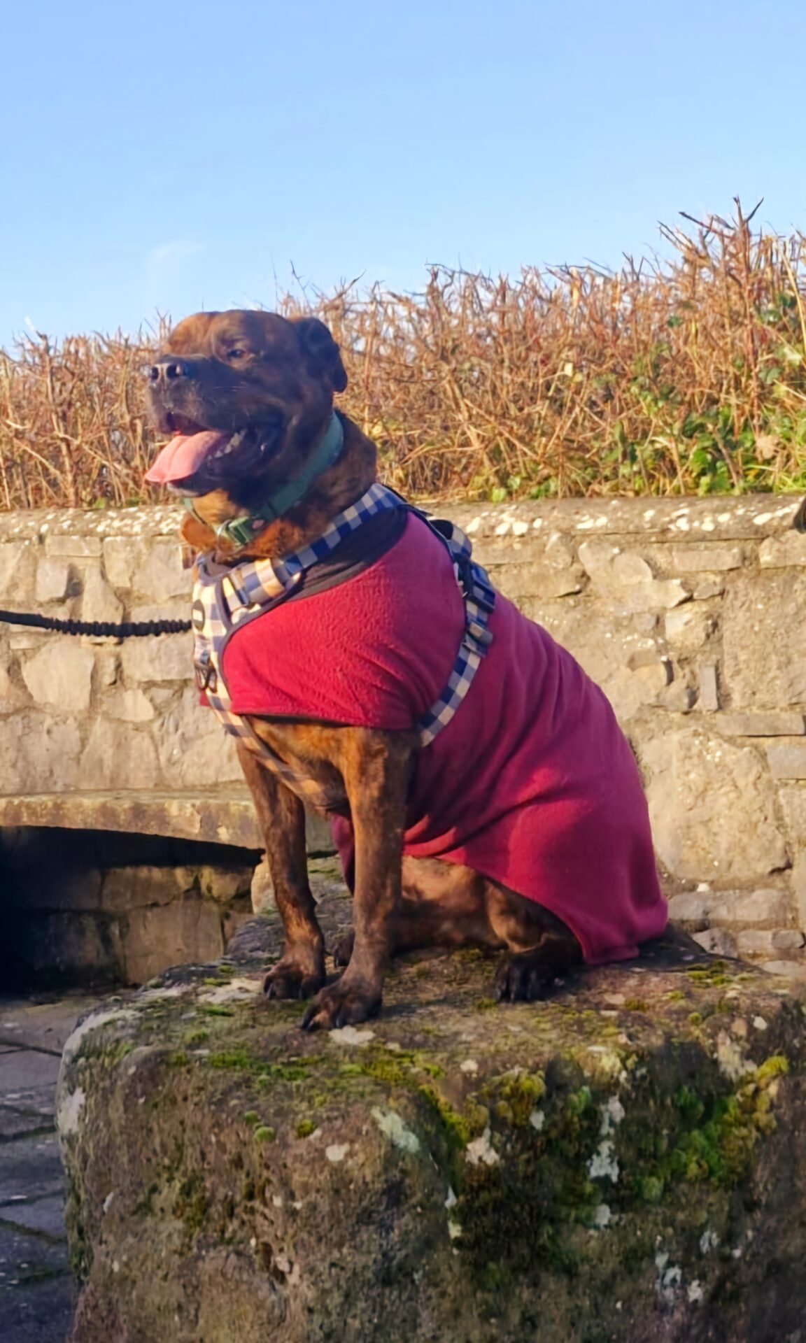 Hank RESERVED