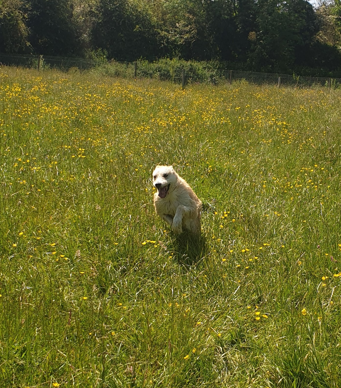 Why you should never let your dog run upto an on leash dog  – video tutorial