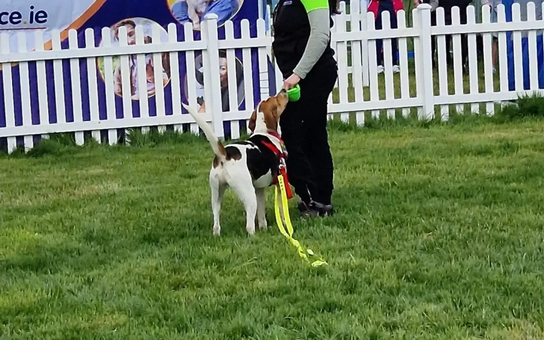 Hardest to Rehome – Buzz
