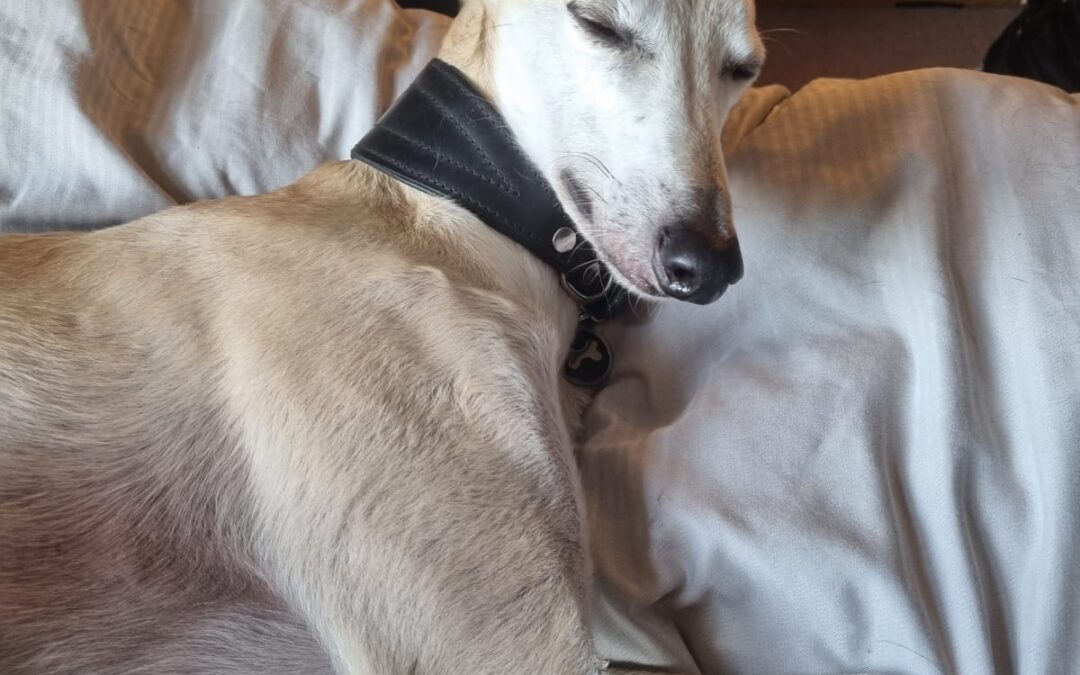 Perfect your dog’s recall and engagement with you – ft Fionn  (adopted from PAWS)