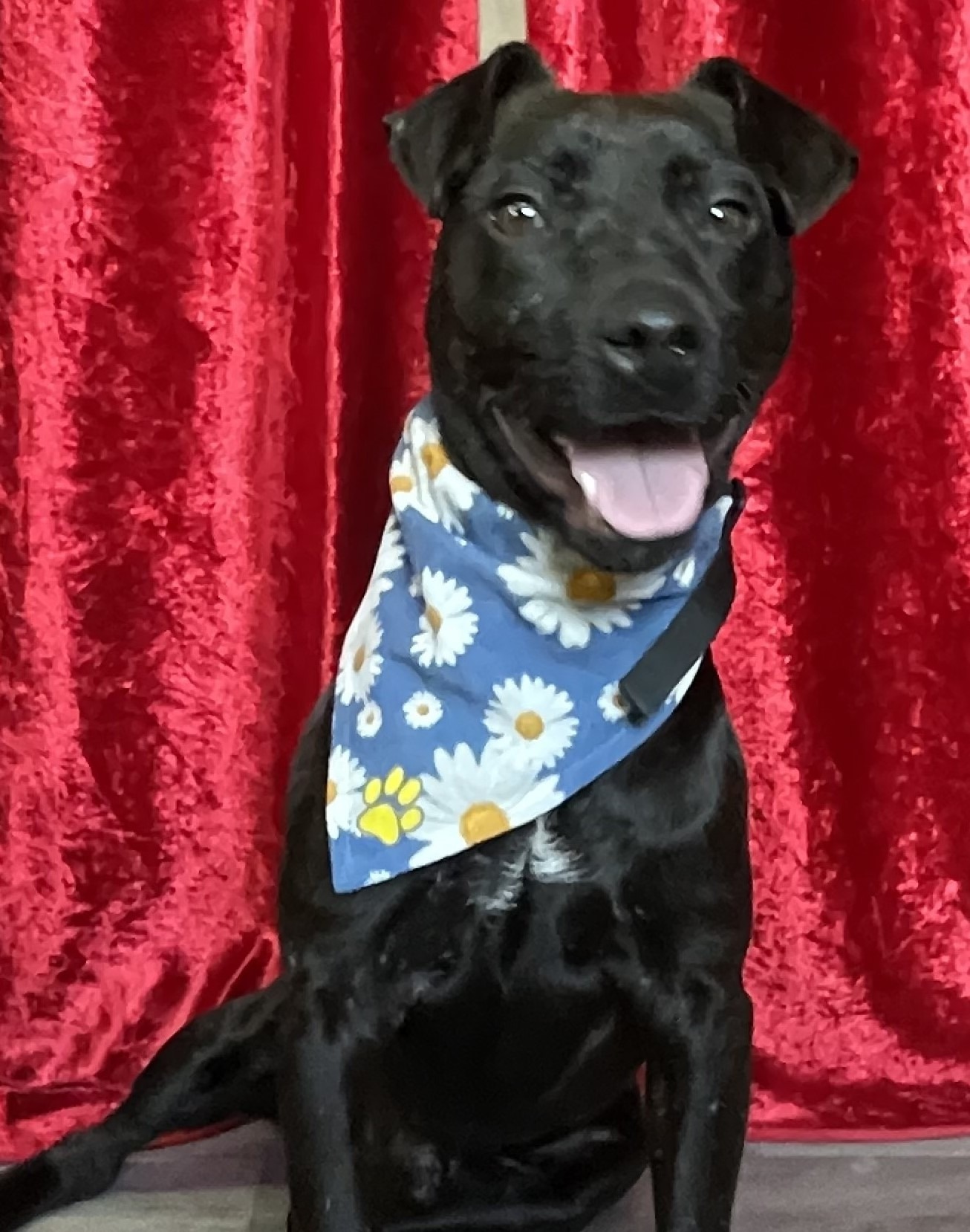 National Adopt a Black Dog Day – October 1st
