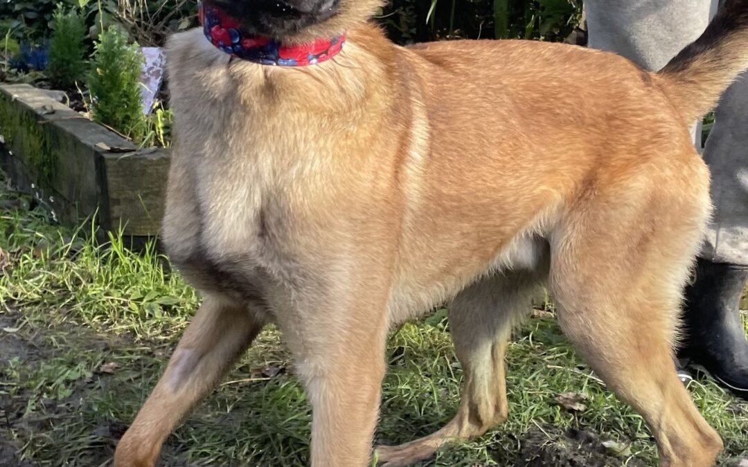 What is dog reactivity?