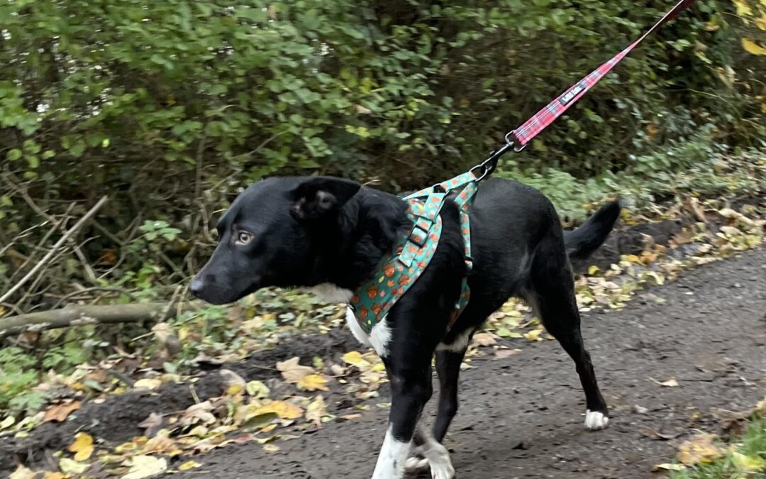 Keeping your dog safe during the Temperature drop