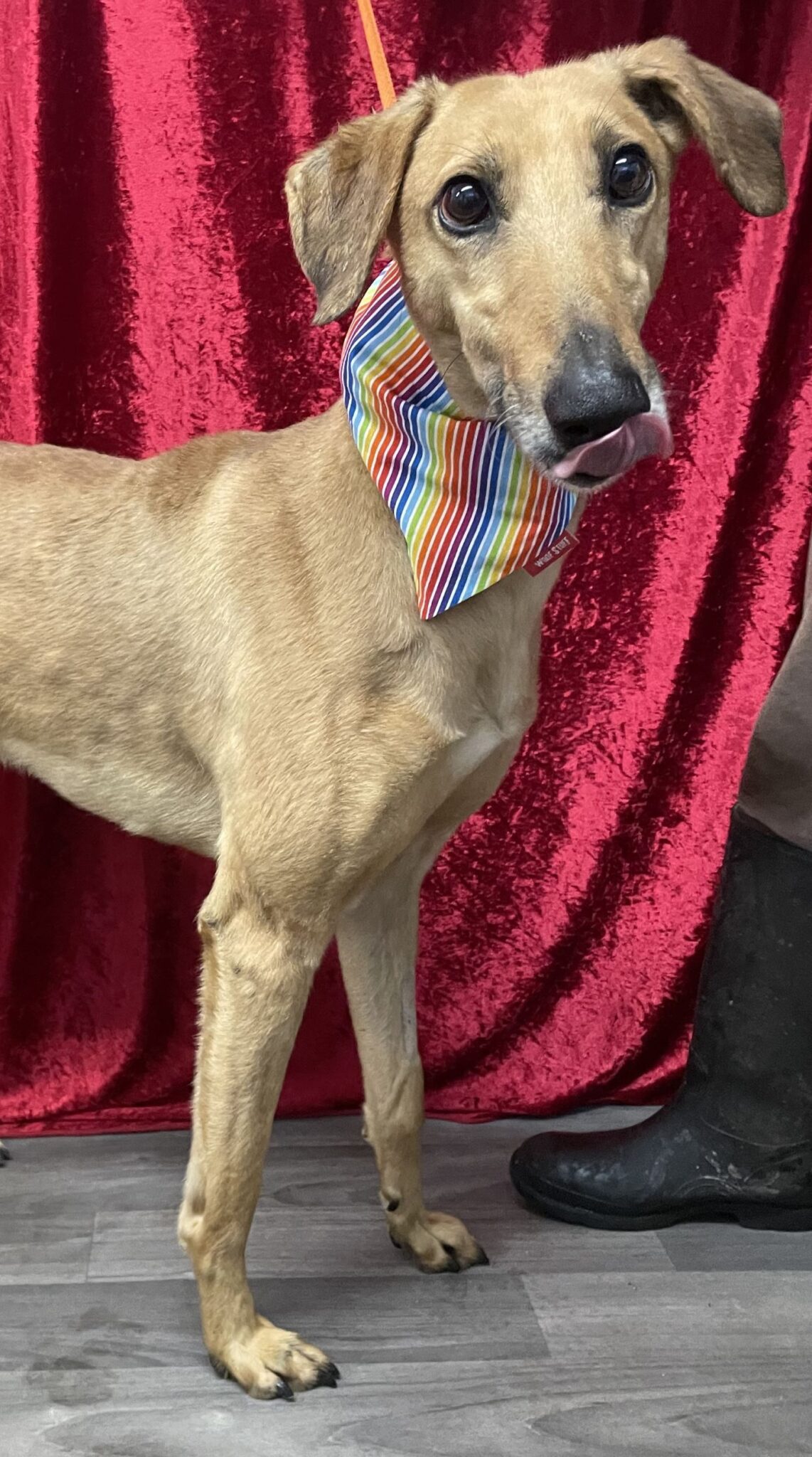 Lurch RESERVED PAWS Animal Rescue lurch-reserved-paws-animal-rescue