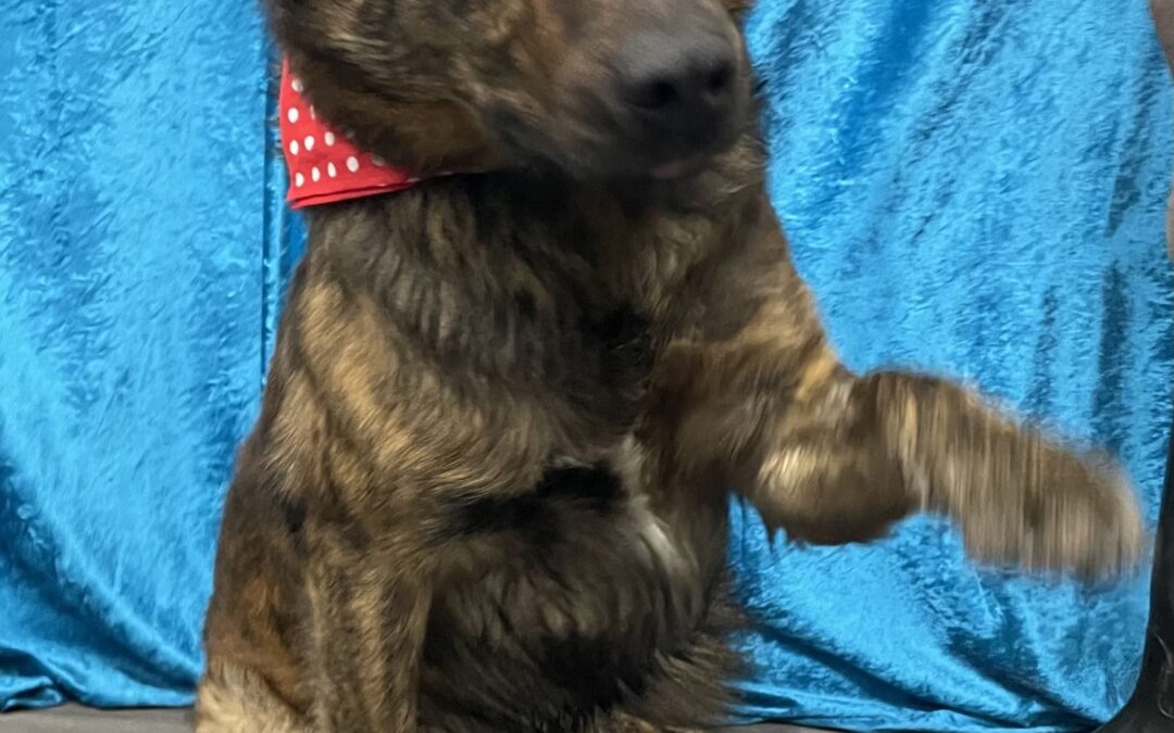 Why train our dogs?