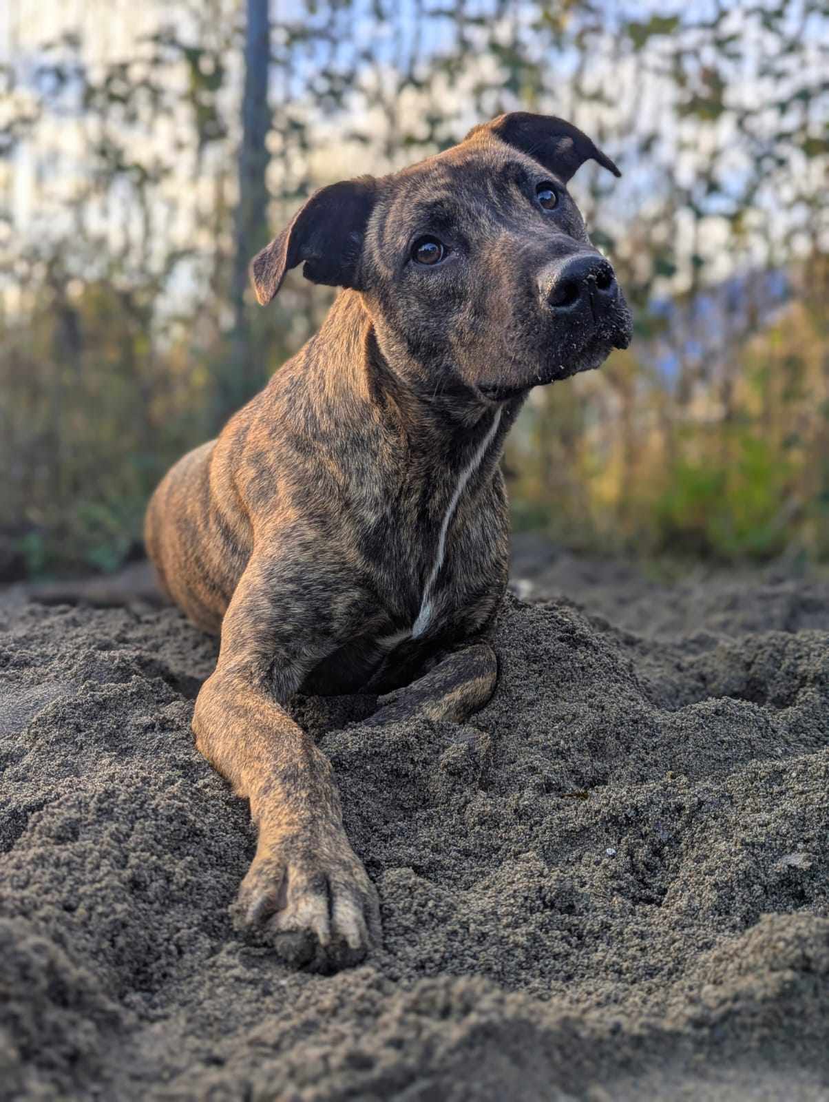 Stella