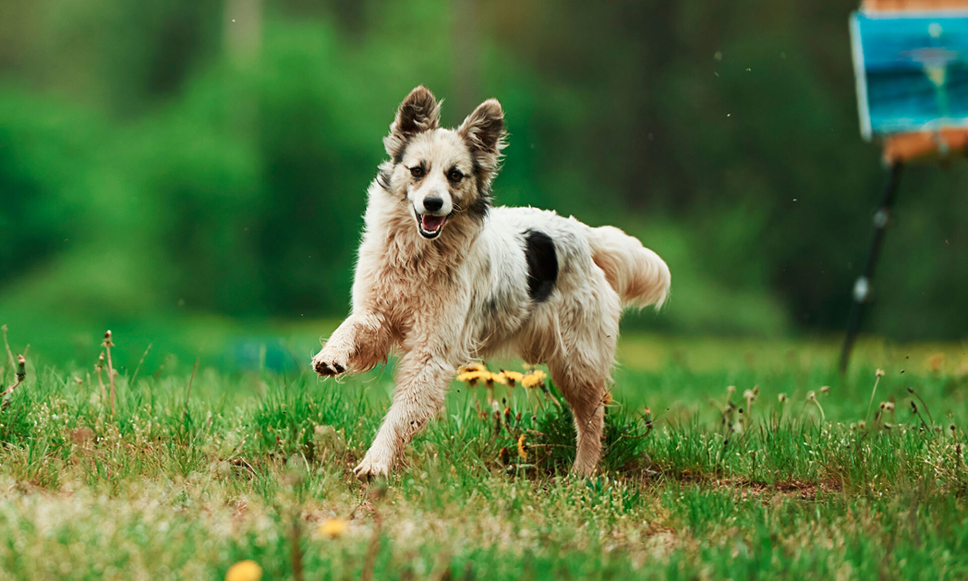 Train your dog not to jump