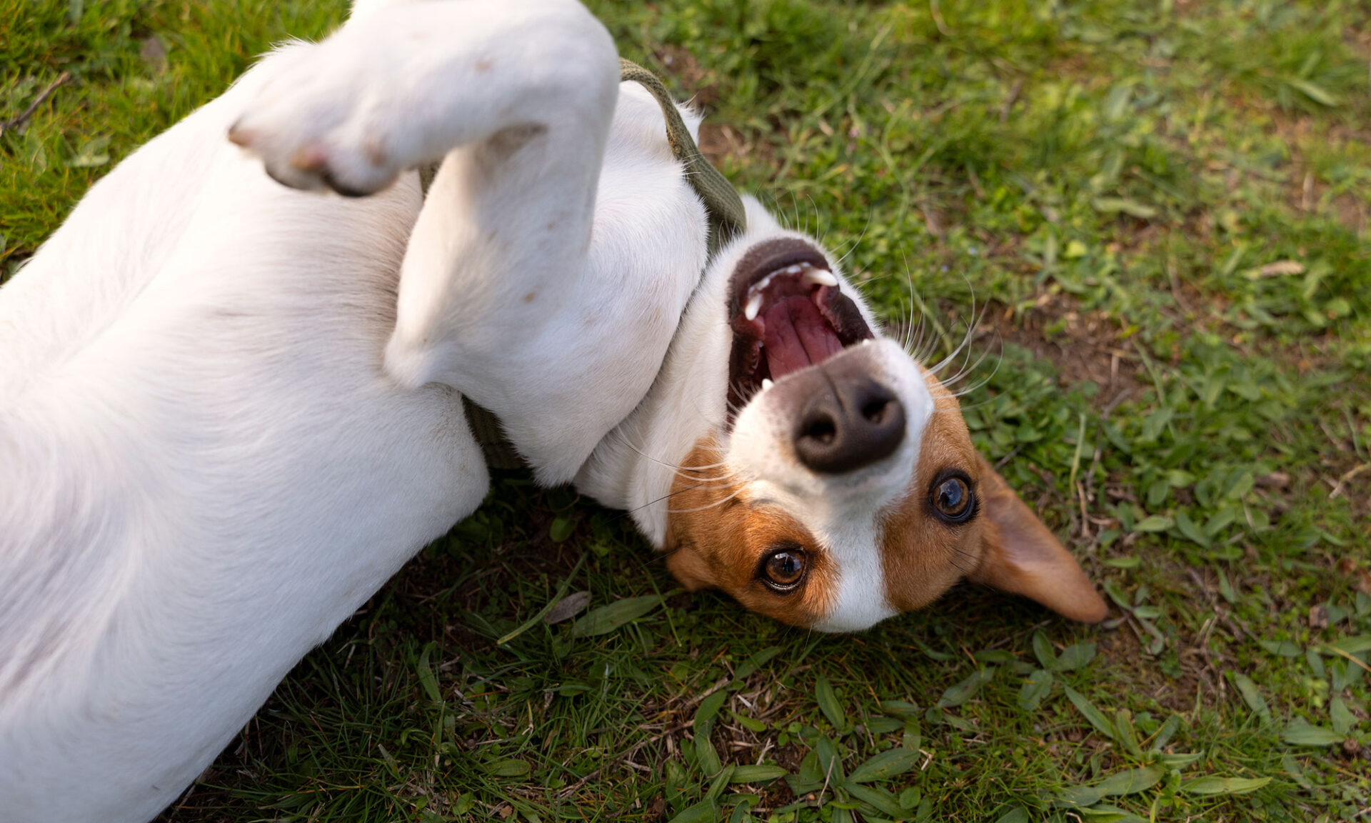Jack Russell Enjoying Time In Park Jack Russell Enjoying Time In Park