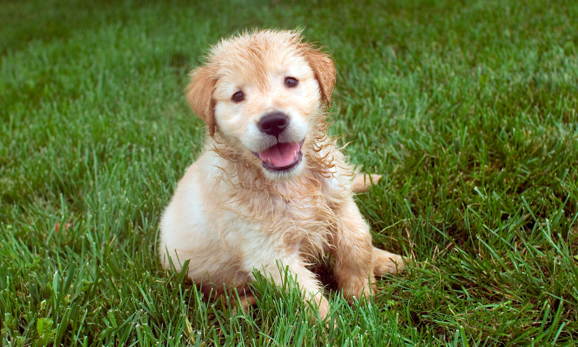 Kromfohrlander Puppy Sitting On Grass Kromfohrlander Puppy Sitting On Grass
