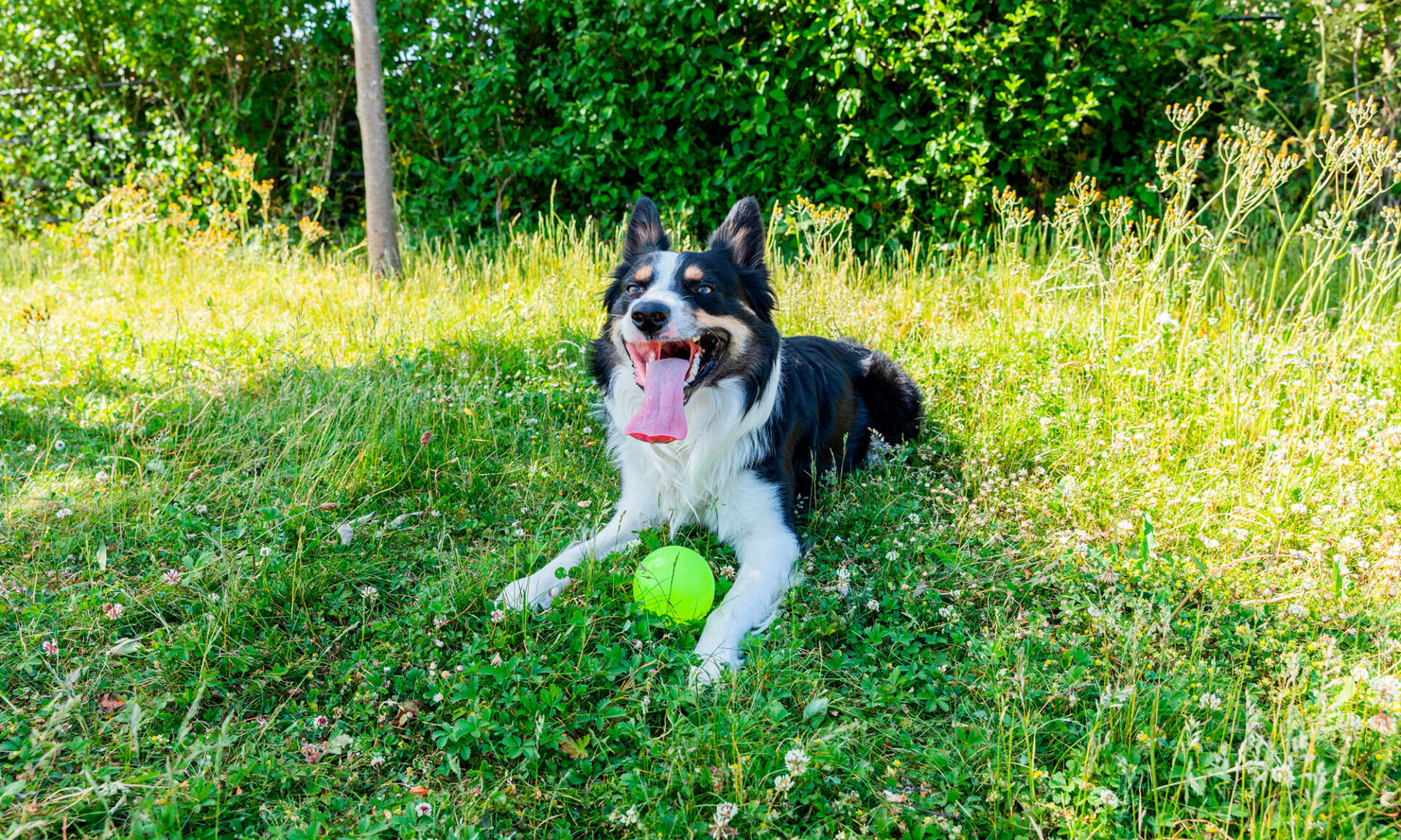 Teach your dog a release cue “thank you!”