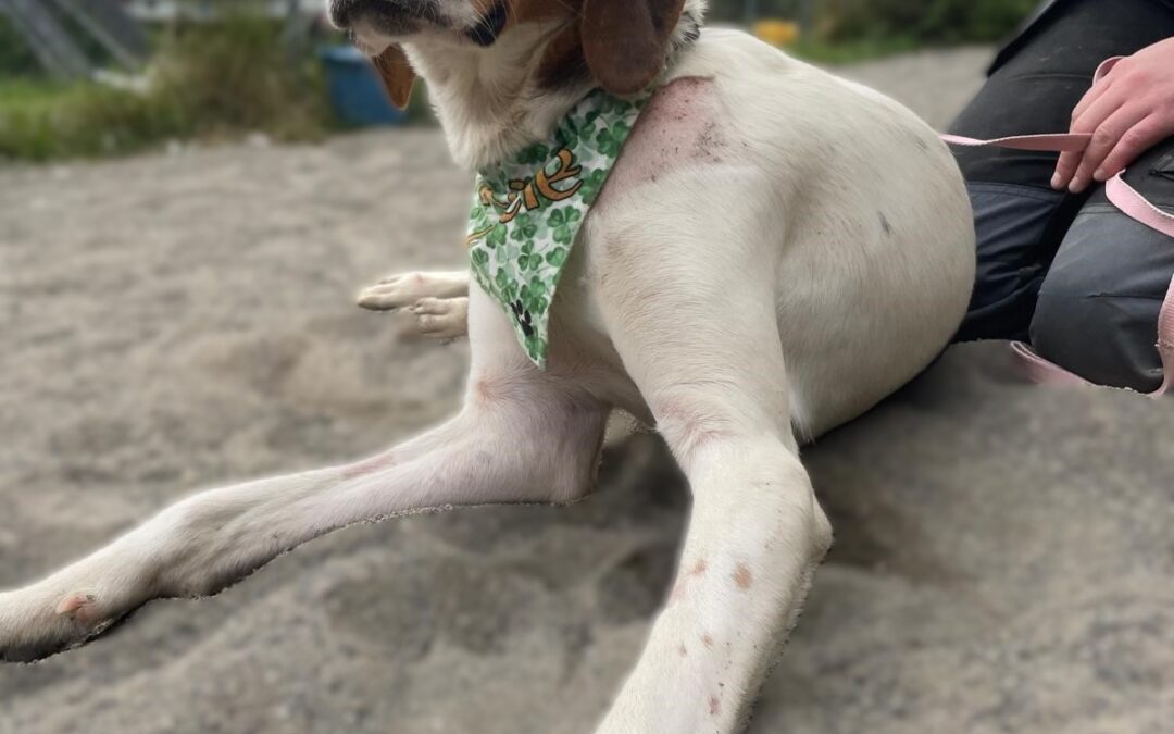 Teach your dog to do a turnaround