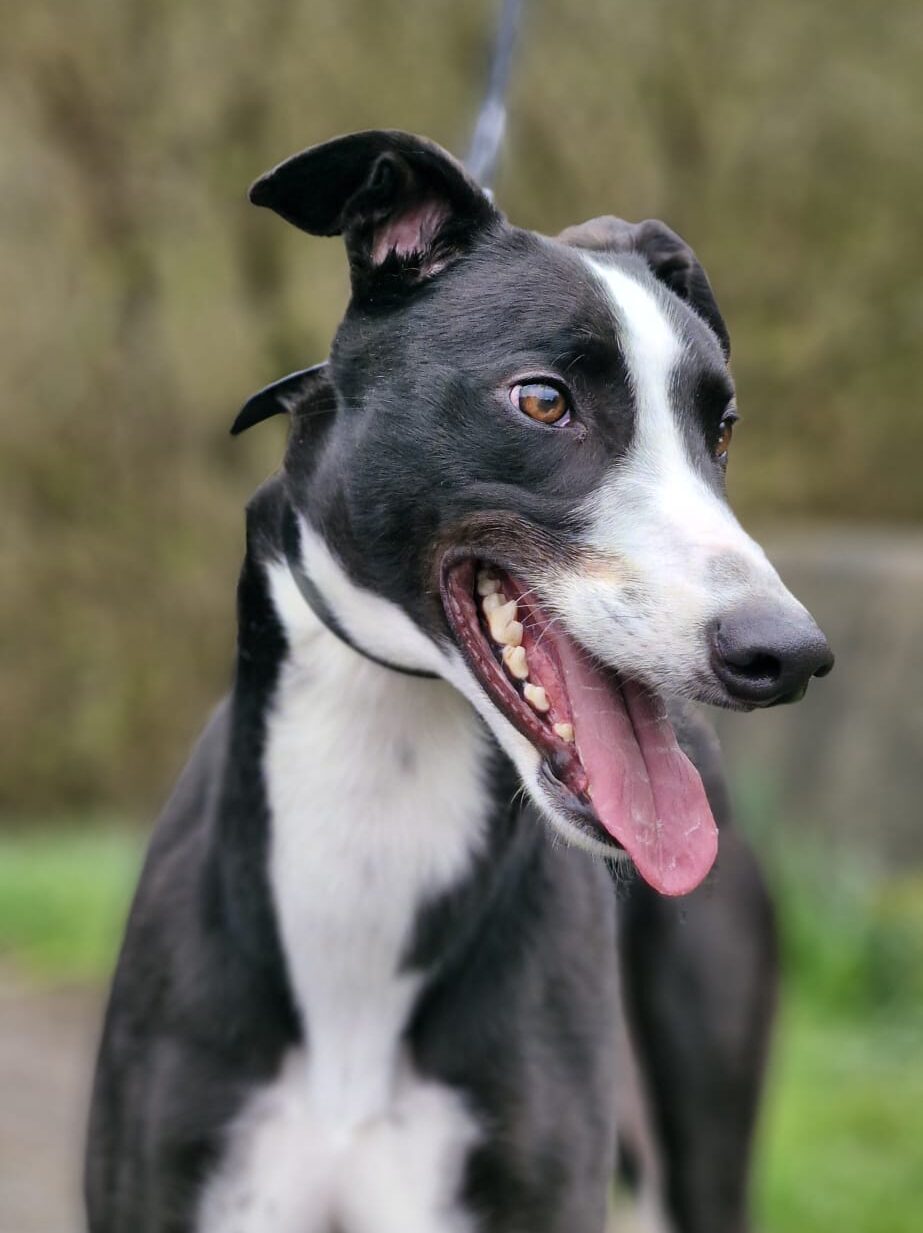 John J (aka Rambo) Reserved